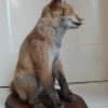 Nice stuffed young fox. Realistic taxidermy.