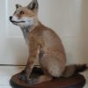 Nice stuffed young fox. Realistic taxidermy.