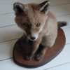 Nice stuffed young fox. Realistic taxidermy.