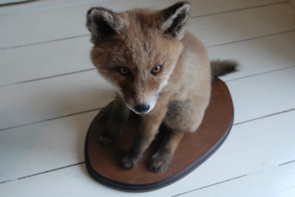 Nice stuffed young fox. Realistic taxidermy.