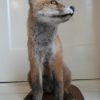 Nice stuffed young fox. Realistic taxidermy.