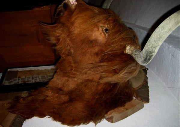New shouldermount of a Scotish Highland cow. Taxidermy.