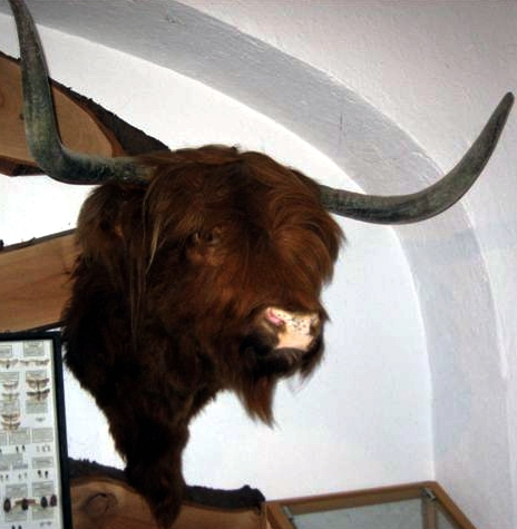 New shouldermount of a Scotish Highland cow. Taxidermy.