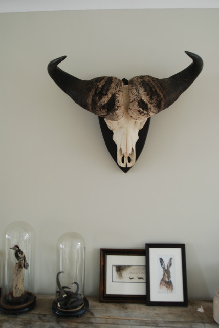 Zeer grote schedel van een Afrikaanse Kaapse Buffel.