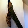 Gorgeous stuffed peacock