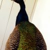 Gorgeous stuffed peacock