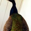 Stuffed peacock mounted on a pedestal. Fresh taxidermy.