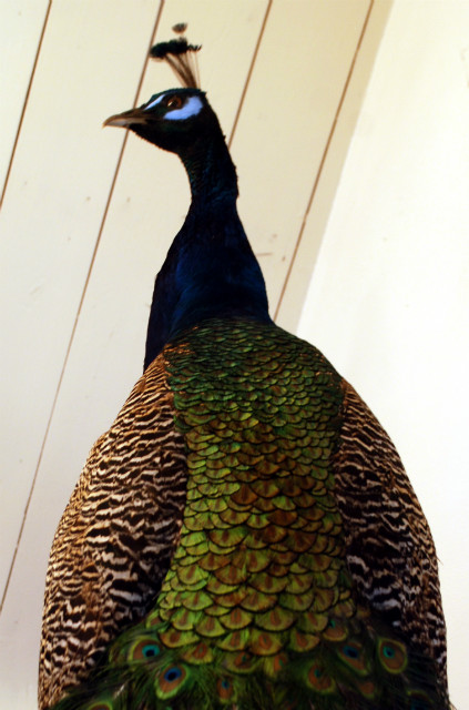 Gorgeous stuffed peacock