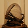 Lot 6, Divers hunting trophies