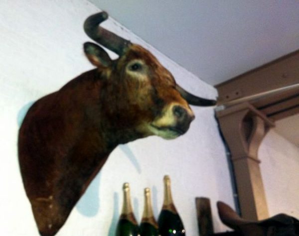 Impressive stuffed head of a Spanish fighting bull.