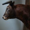 Impressive stuffed head of a Spanish fighting bull.