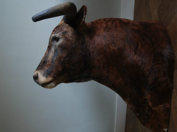 Impressive stuffed head of a Spanish fighting bull.