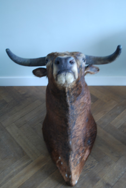 Impressive stuffed head of a Spanish fighting bull.