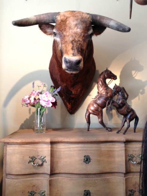 Impressive stuffed head of a Spanish fighting bull.