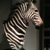 Impressive head of a zebra on a pedestal. Zebra pedestal mount.