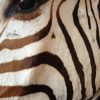 Imposante opgezette kop van een zebra op een zwarte sokkel.