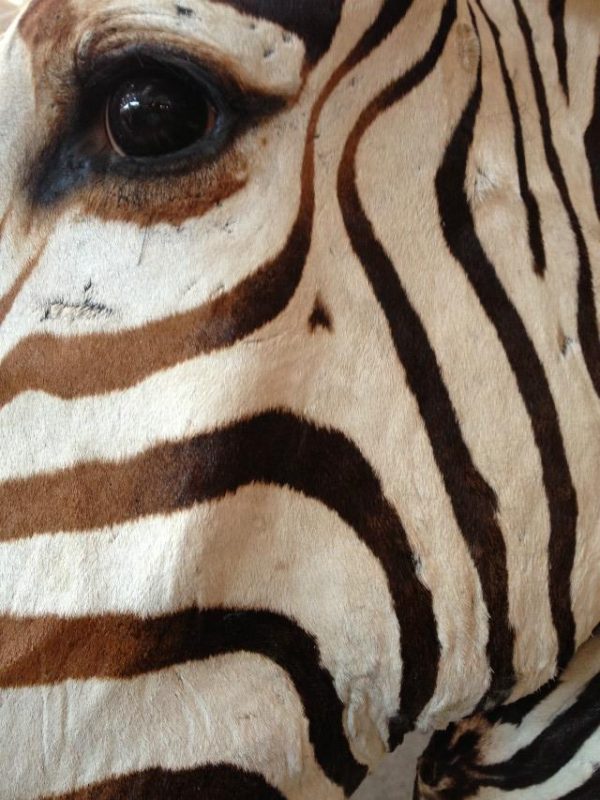 Impressive head of a zebra on a pedestal. Zebra pedestal mount.