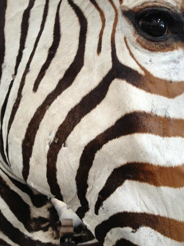 Impressive head of a zebra on a pedestal. Zebra pedestal mount.