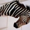 Imposante opgezette kop van een zebra op een zwarte sokkel.