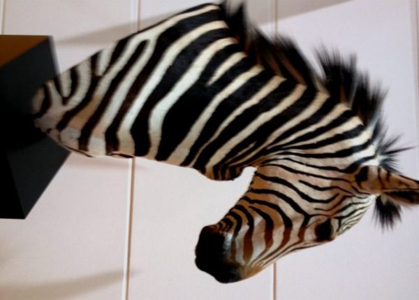 Imposante opgezette kop van een zebra op een zwarte sokkel.