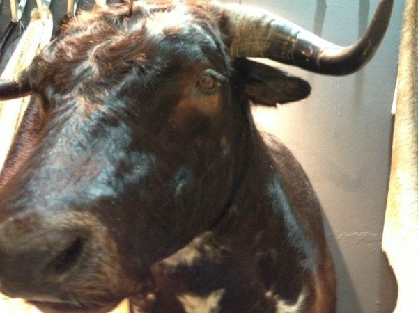 Impressive shoulder-mount of a black Spanish fighting bull.