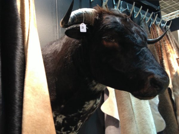 Impressive shoulder-mount of a black Spanish fighting bull.