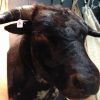 Impressive shoulder-mount of a black Spanish fighting bull.