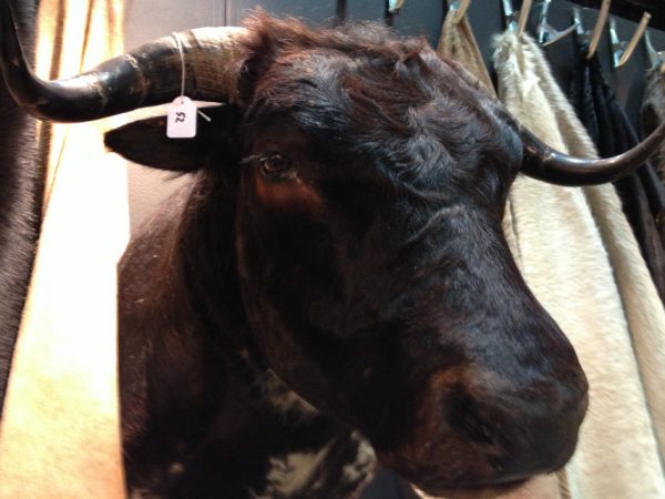 Impressive shoulder-mount of a black Spanish fighting bull.