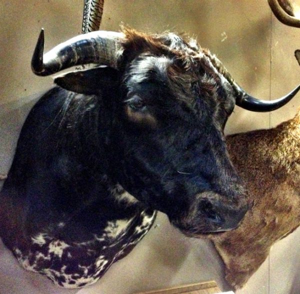 Impressive shoulder-mount of a black Spanish fighting bull.