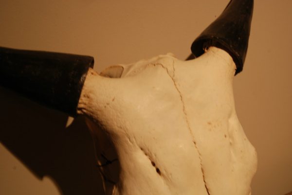 Nieuwe schedel van een jonge waterbuffel.