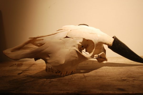 Fresh white skull of a young water buffalo.