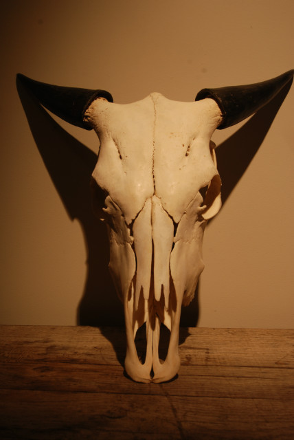 Nieuwe schedel van een jonge waterbuffel.