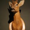 Old trophy head of a massive mouflon ram.