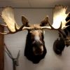 Enormous trophy head of Alaskan Moose. Moosehead.