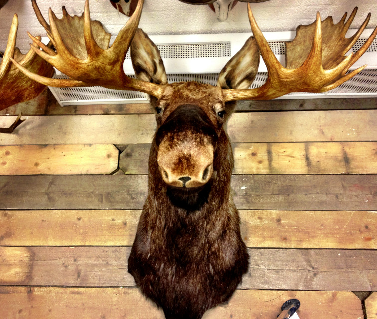 Enormous trophy head of Alaskan Moose. Moosehead. BEAST Interiors