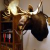 Enormous trophy head of Alaskan Moose. Moosehead.