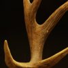Big pair of antlers of a red stag.