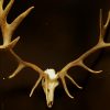 Big pair of antlers of a red stag.