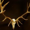 Big pair of antlers of a red stag.