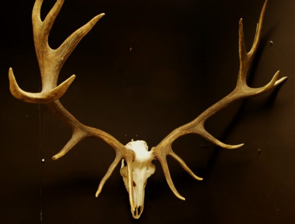 Big pair of antlers of a red stag.