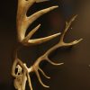 Strong pair of antlers of a sika deer.