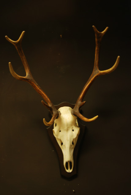 Nice symmetric pair of antlers of a red stag. Hunting trophy.
