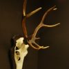 Canadian moose skull, antlers on a wooden panel