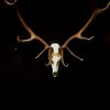 Strong pair of antlers of a red stag. Hunting trophy.