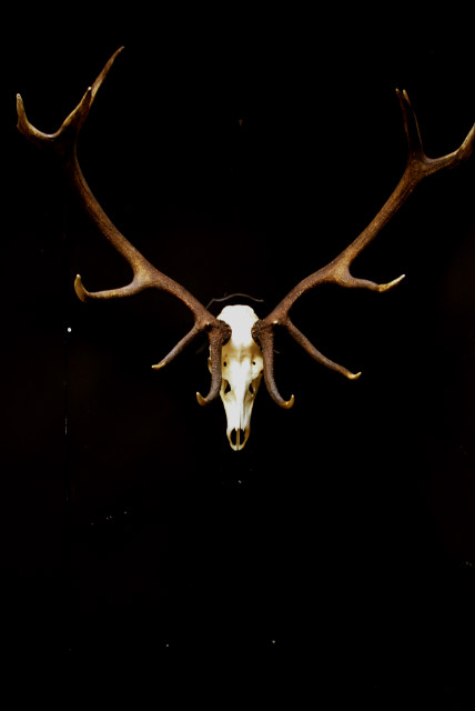 Strong pair of antlers of a red stag. Hunting trophy.