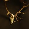 Strong pair of antlers of a red stag. Hunting trophy.