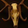 Strong pair of antlers of a red stag. Hunting trophy.