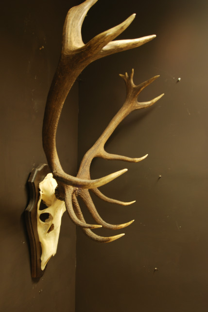 Strong pair of antlers of a red stag. Hunting trophy.