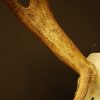 Skull / pair of antlers of a very old red stag,