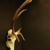 Skull / pair of antlers of a very old red stag,